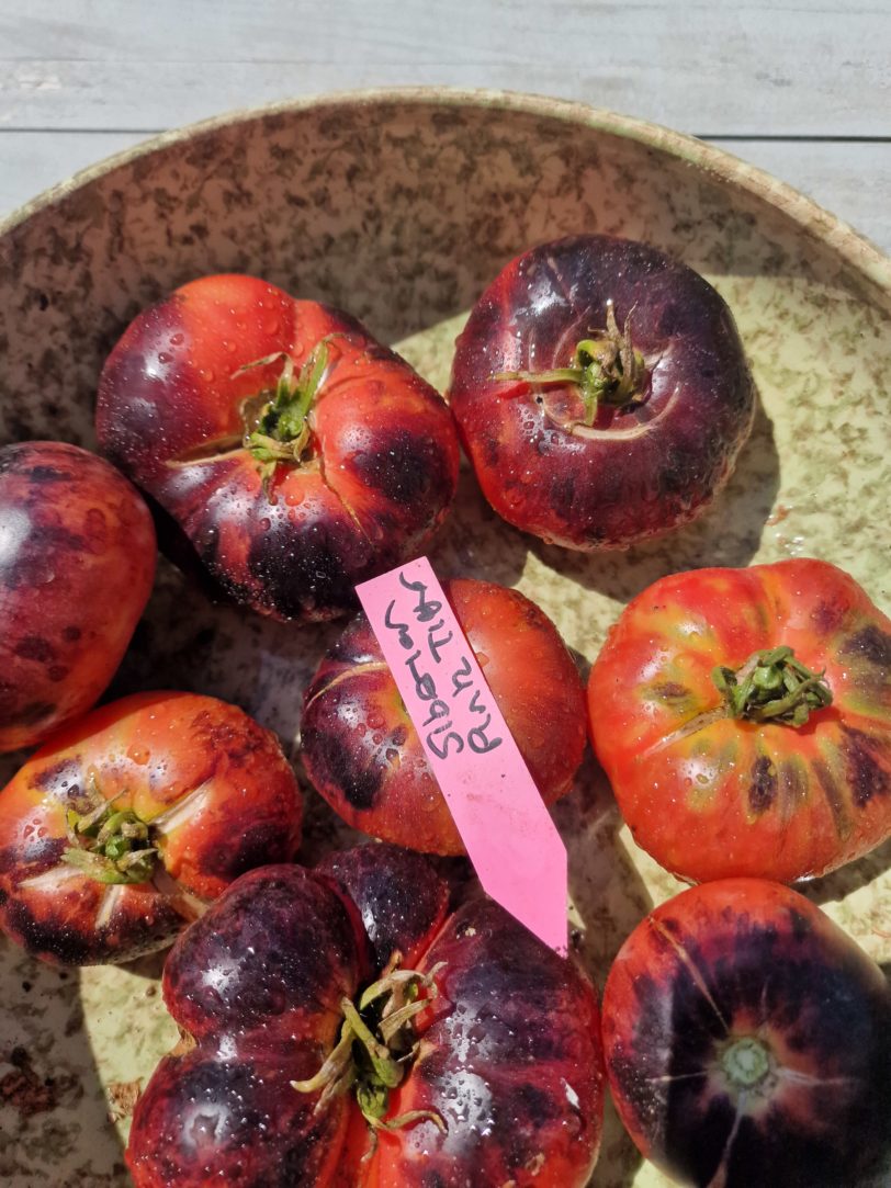 Siberian Pink Tiger Tomato Seeds - Image 2