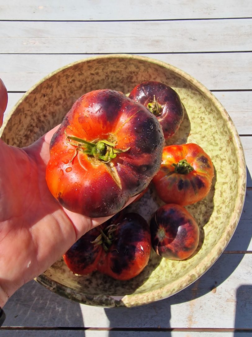 Siberian Pink Tiger Tomato Seeds