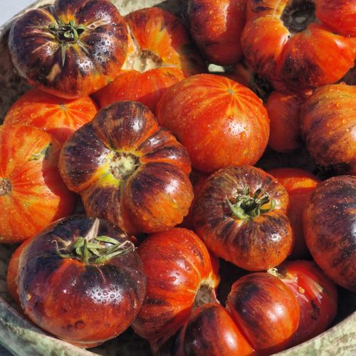 Red Beauty Tomato Seeds