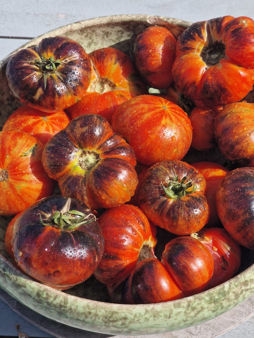 Red Beauty Tomato Seeds