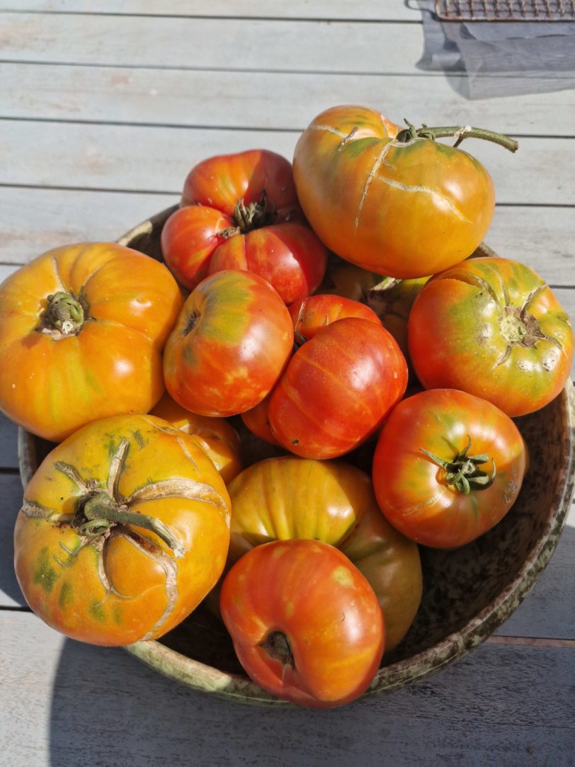 Mr Stripey Tomato Seeds