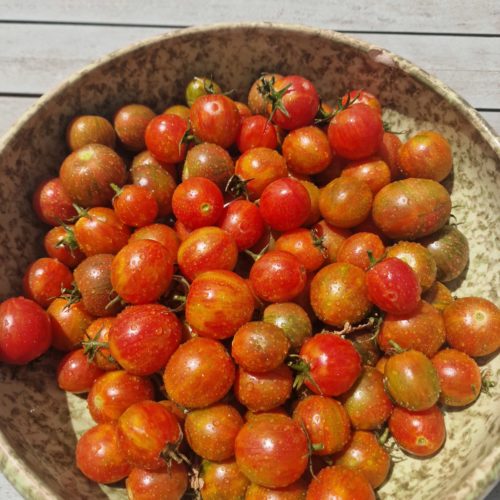 Artisan Pink BumbleBee Tomato Seeds