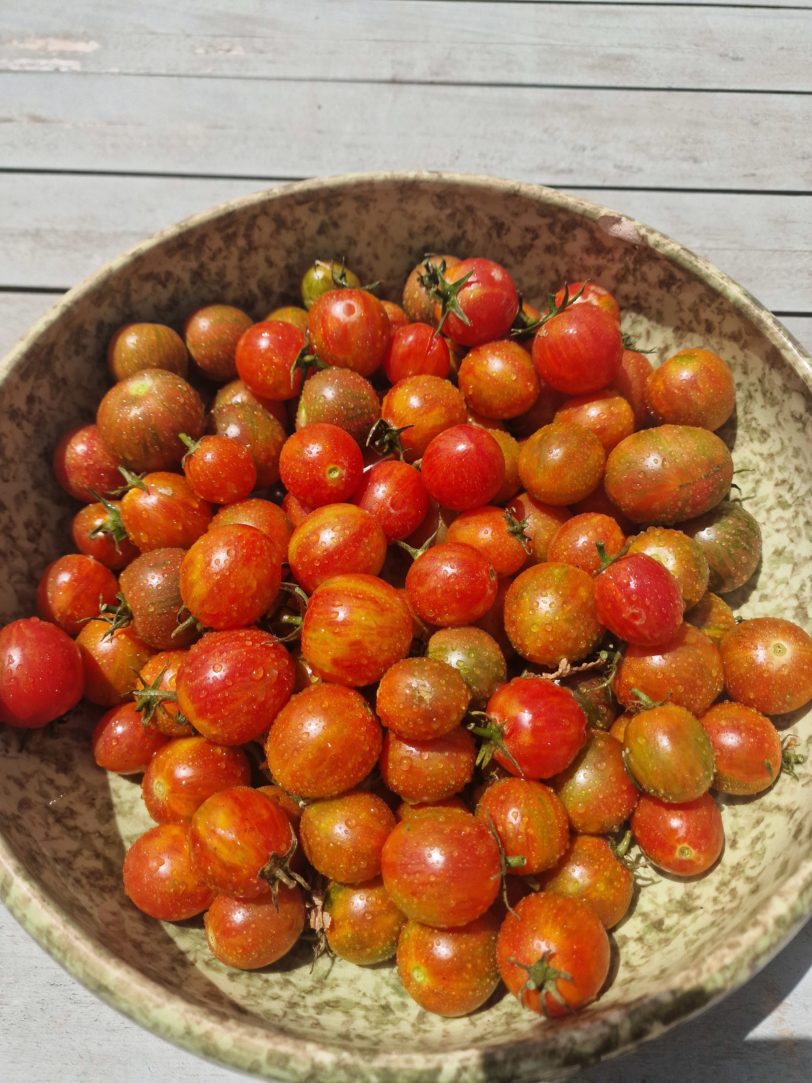 Artisan Pink BumbleBee Tomato Seeds