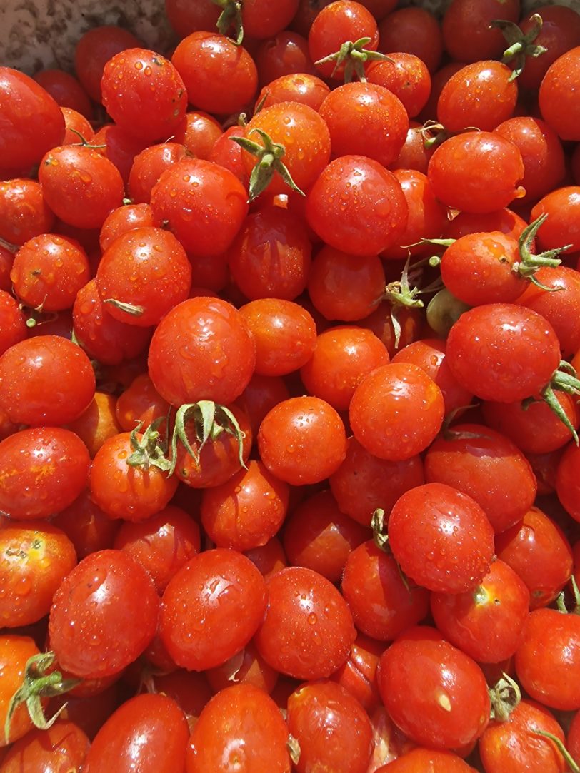 Nepal Tomato Seeds - Image 3