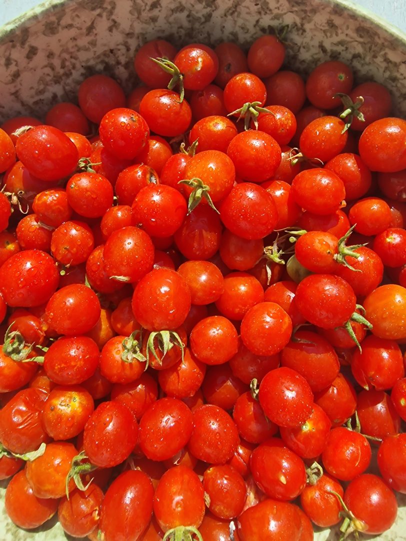 Nepal Tomato Seeds - Image 2