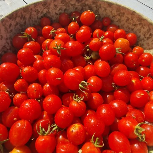 Nepal Tomato Seeds