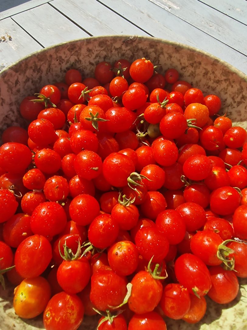 Nepal Tomato Seeds