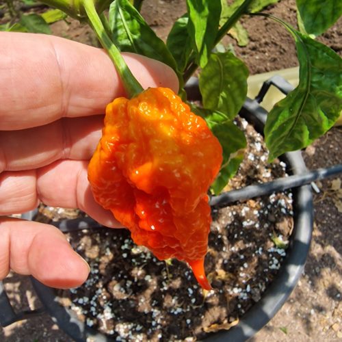 Vicious Red Chilli Seeds