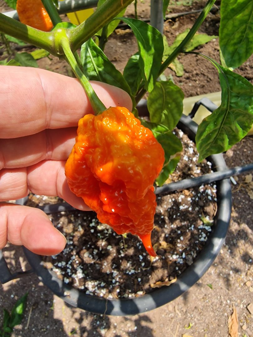 Vicious Red Chilli Seeds