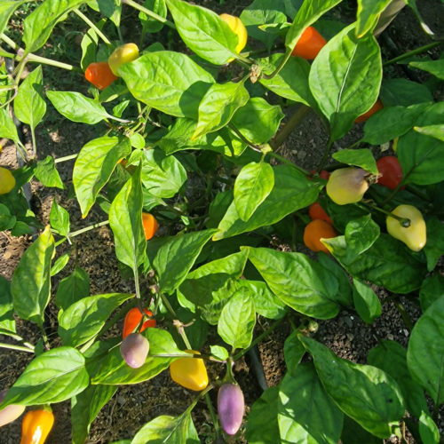 Chinense Five Colour Chilli Seeds