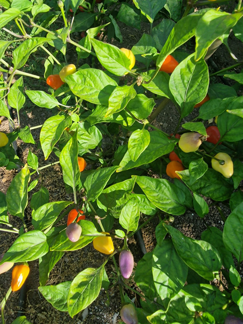 Chinense Five Colour Chilli Seeds