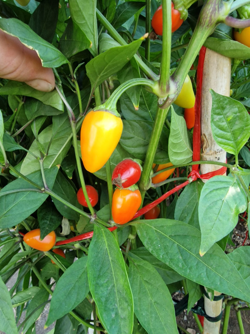 Multi Colour Jalapeno Seeds