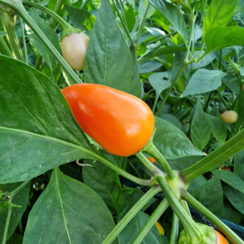 Multi Colour Jalapeno Seeds