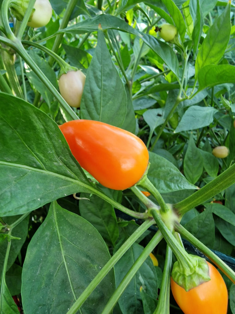 Multi Colour Jalapeno Seeds