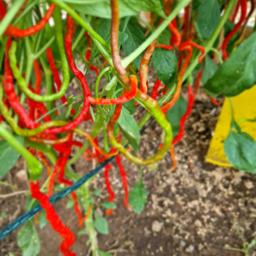 Spaghetti Pepper Chilli Seeds