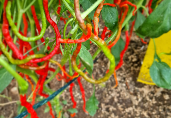 Spaghetti Pepper Chilli Seeds