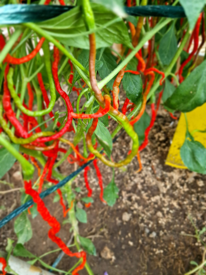 Spaghetti Pepper Chilli Seeds