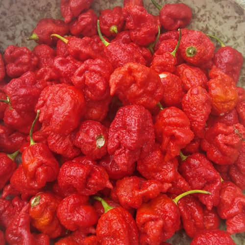 Dystopia Red Chilli Seeds