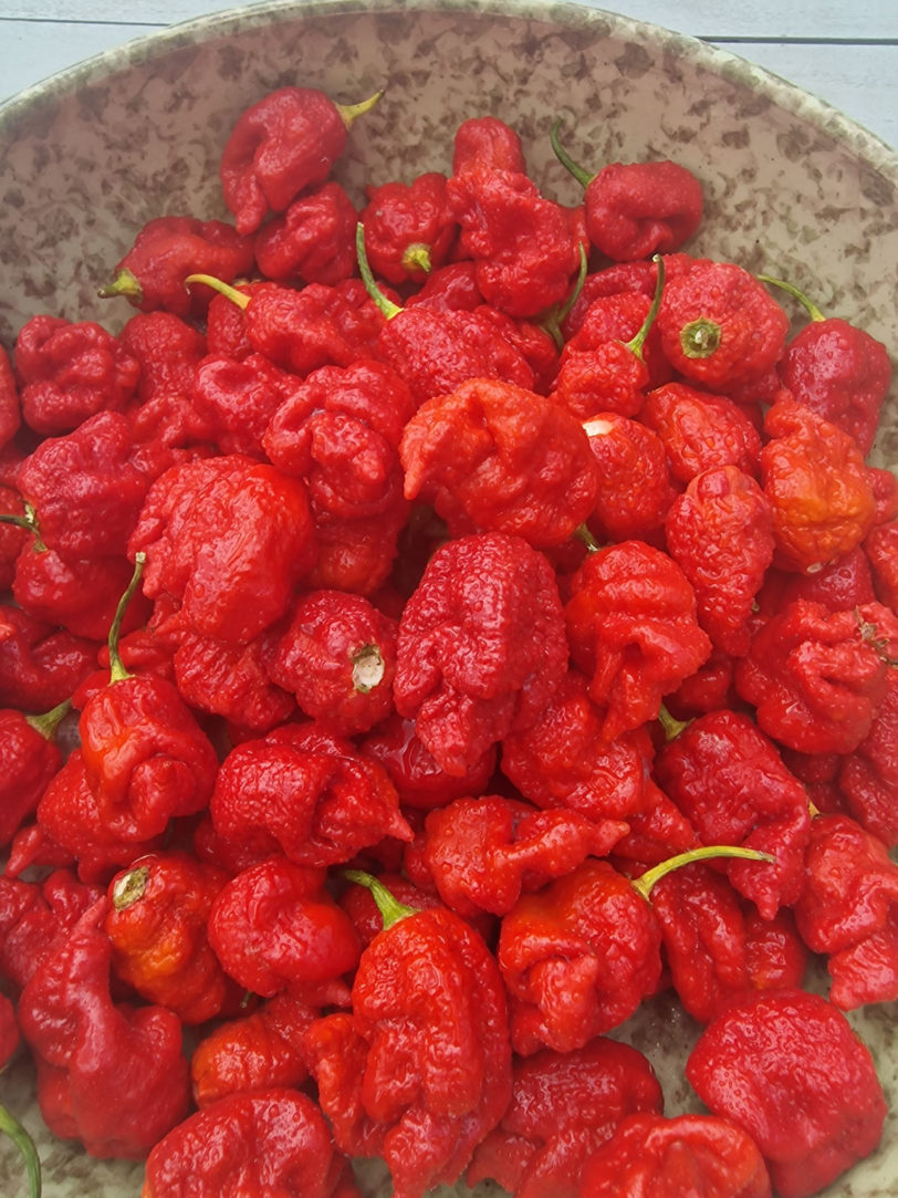 Dystopia Red Chilli Seeds