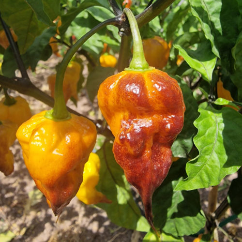 Leopard Reaper Gold Chilli Seeds