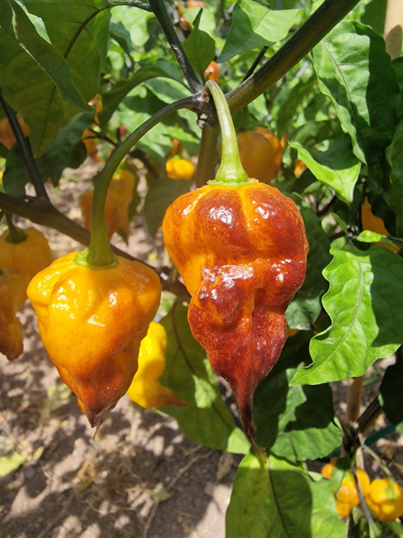 Leopard Reaper Gold Chilli Seeds