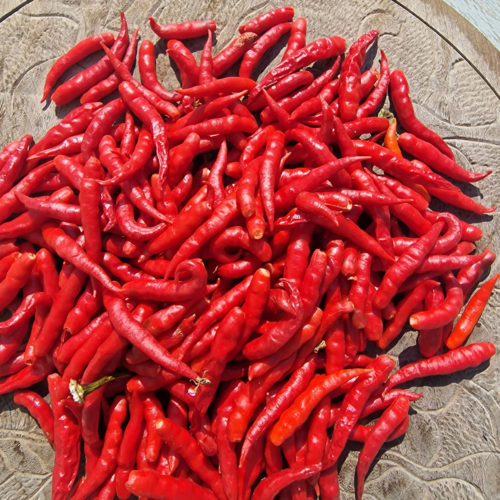 Cabai Chilli Tree Chilli Seeds