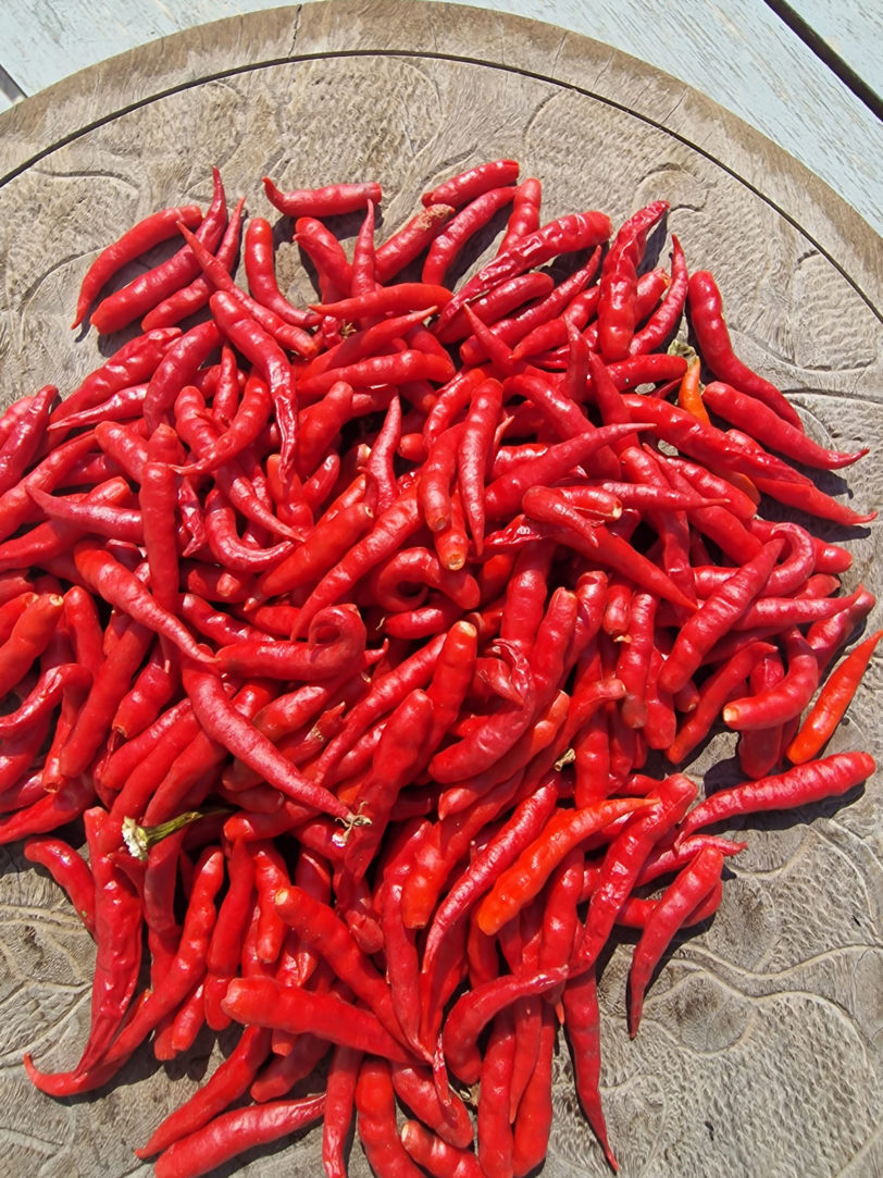 Cabai Chilli Tree Chilli Seeds