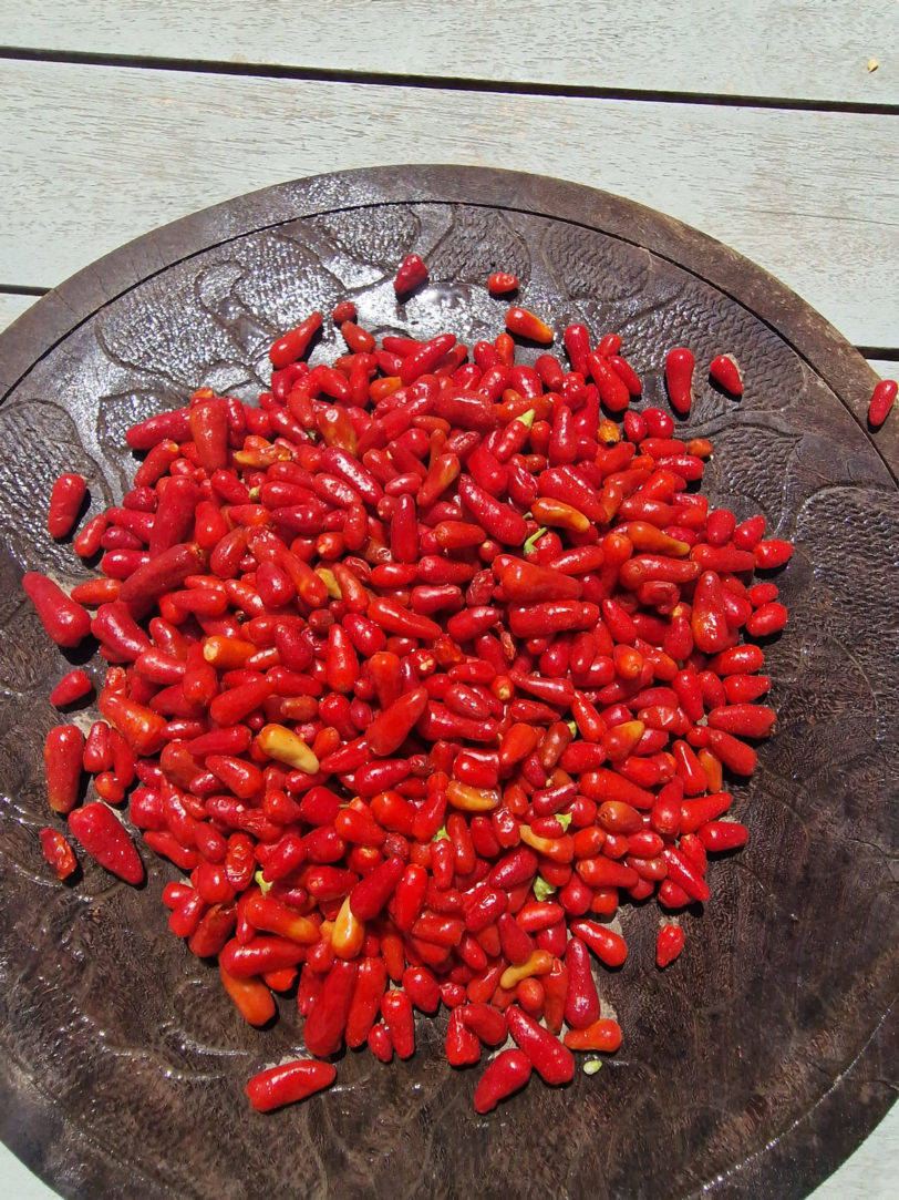 Thai Hot Red Chilli Seeds