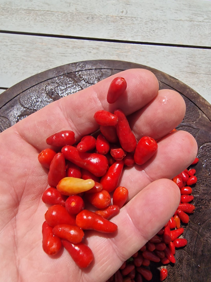 Thai Hot Red Chilli Seeds