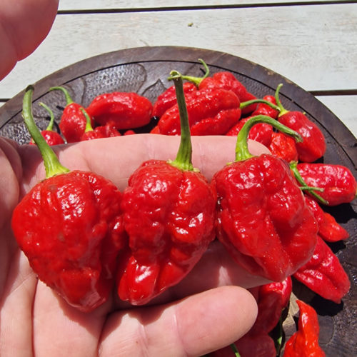 Sweet Moruga Chilli Seeds