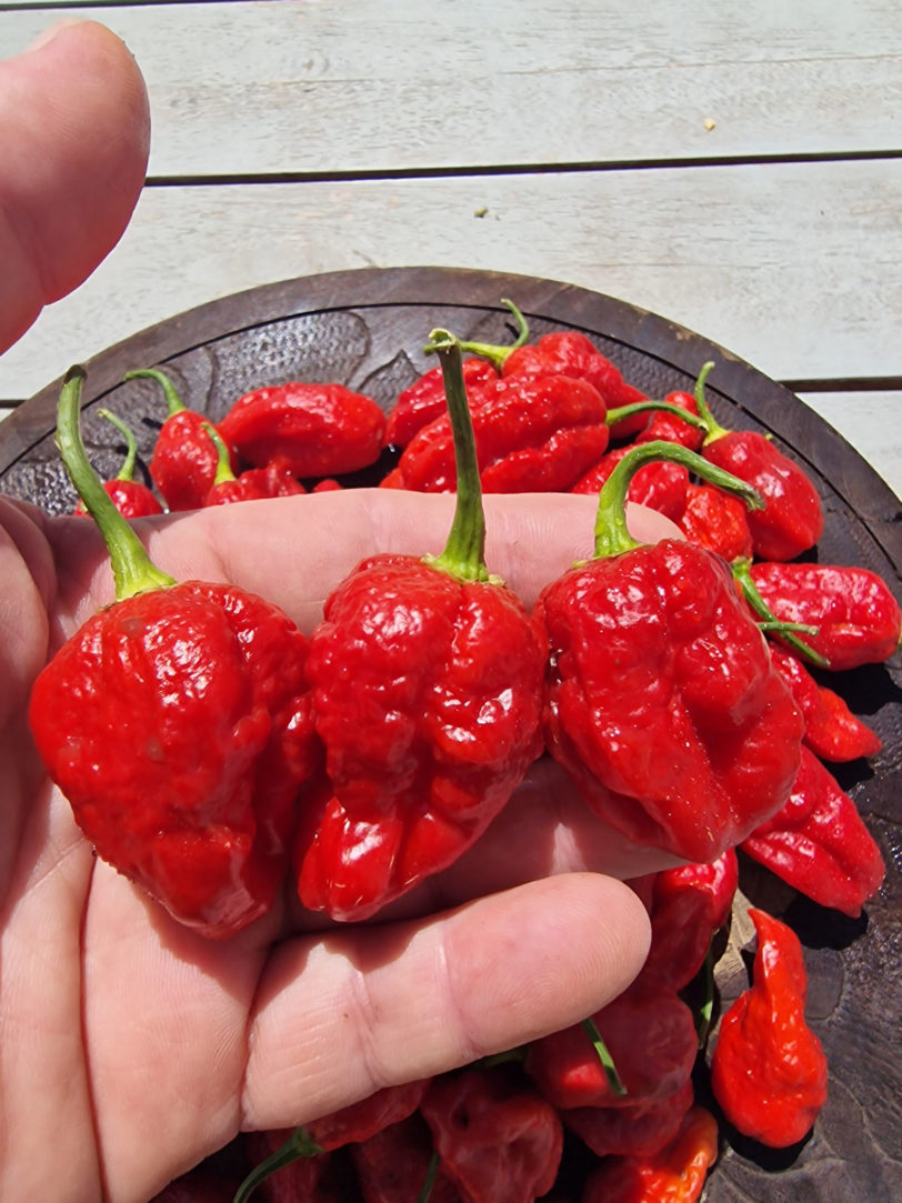 Sweet Moruga Chilli Seeds