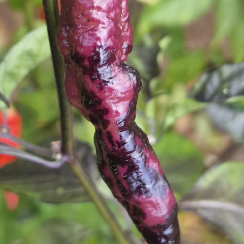 Pimenta Bela Ruby Chilli Seeds