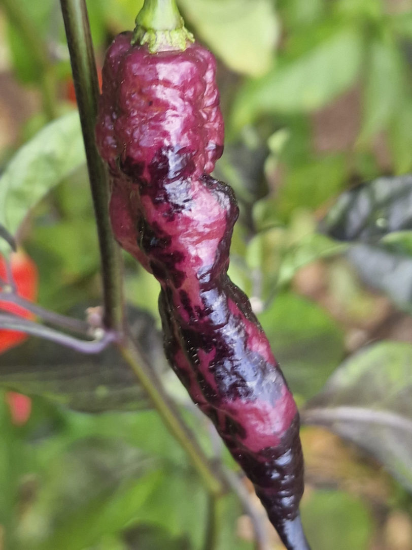 Pimenta Bela Ruby Chilli Seeds