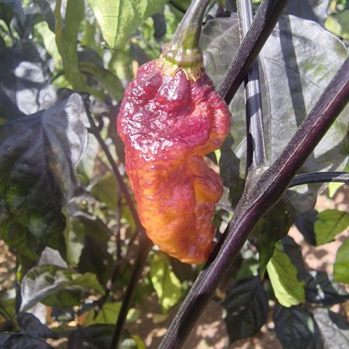 Reaper Sbagliato Orange Chilli Seeds