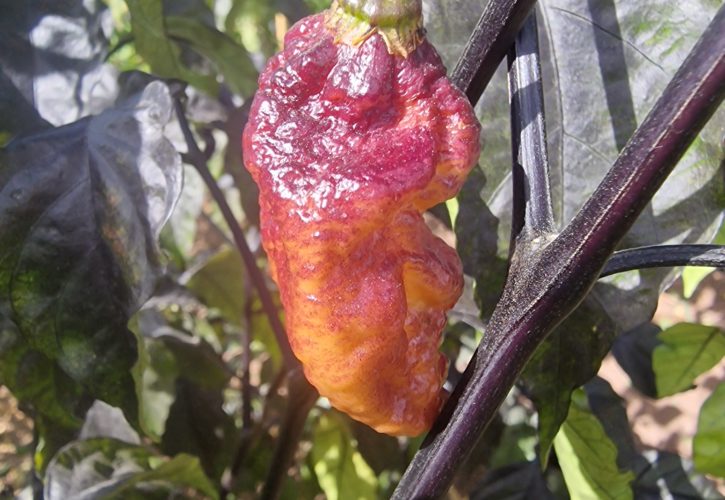 Reaper Sbagliato Orange Chilli Seeds