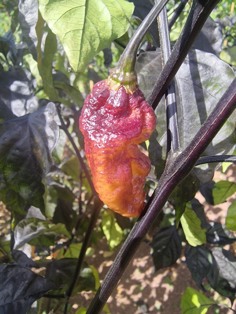 Reaper Sbagliato Orange Chilli Seeds