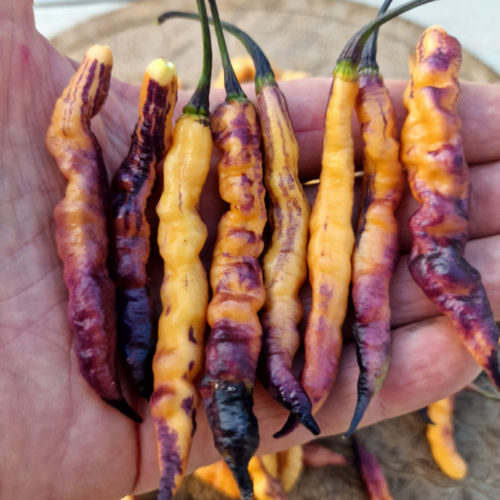 Jes's Purple Peach Chilli Seeds