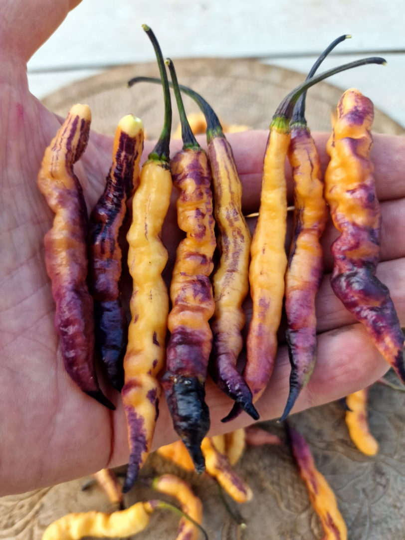 Jes's Purple Peach Chilli Seeds