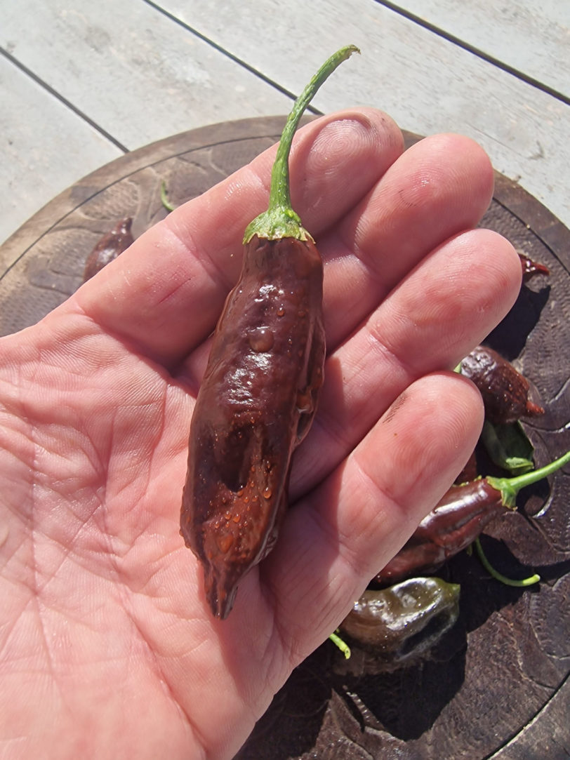 Machu Picchu Chilli Seeds