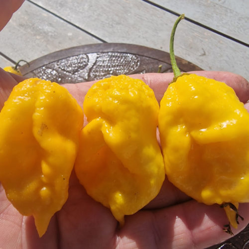 Vicious Yellow Chilli Seeds