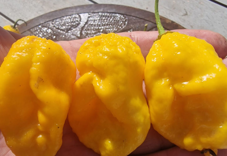 Vicious Yellow Chilli Seeds