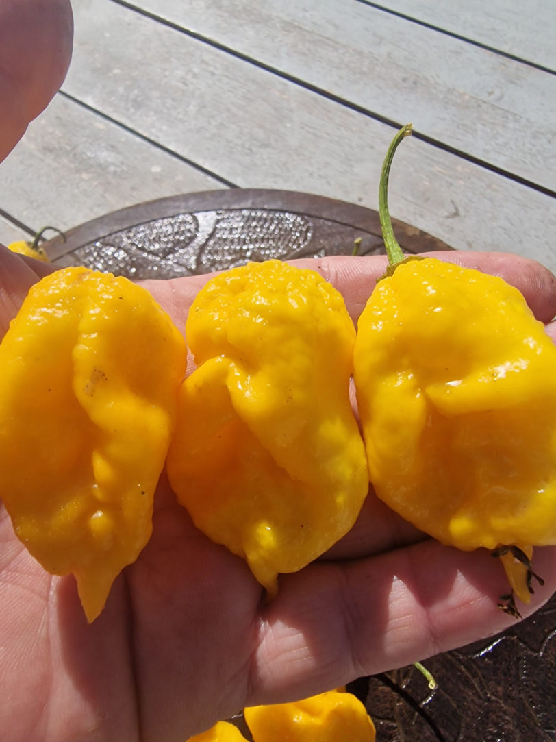 Vicious Yellow Chilli Seeds