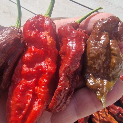 Wolverine Claw Chilli Seeds