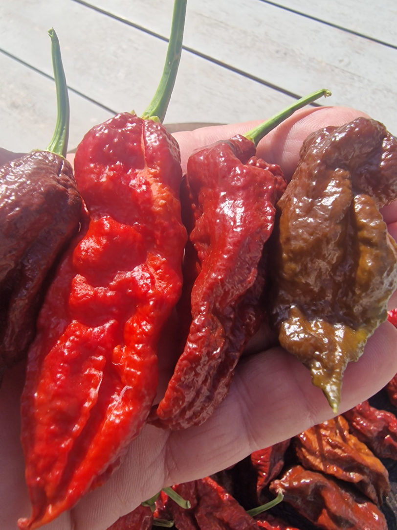 Wolverine Claw Chilli Seeds