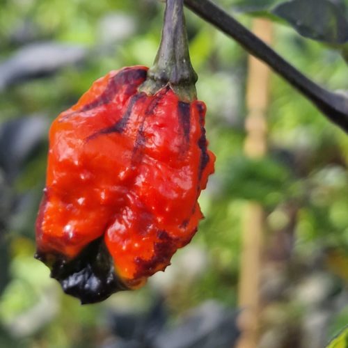 Leopard Reaper Chilli Seeds