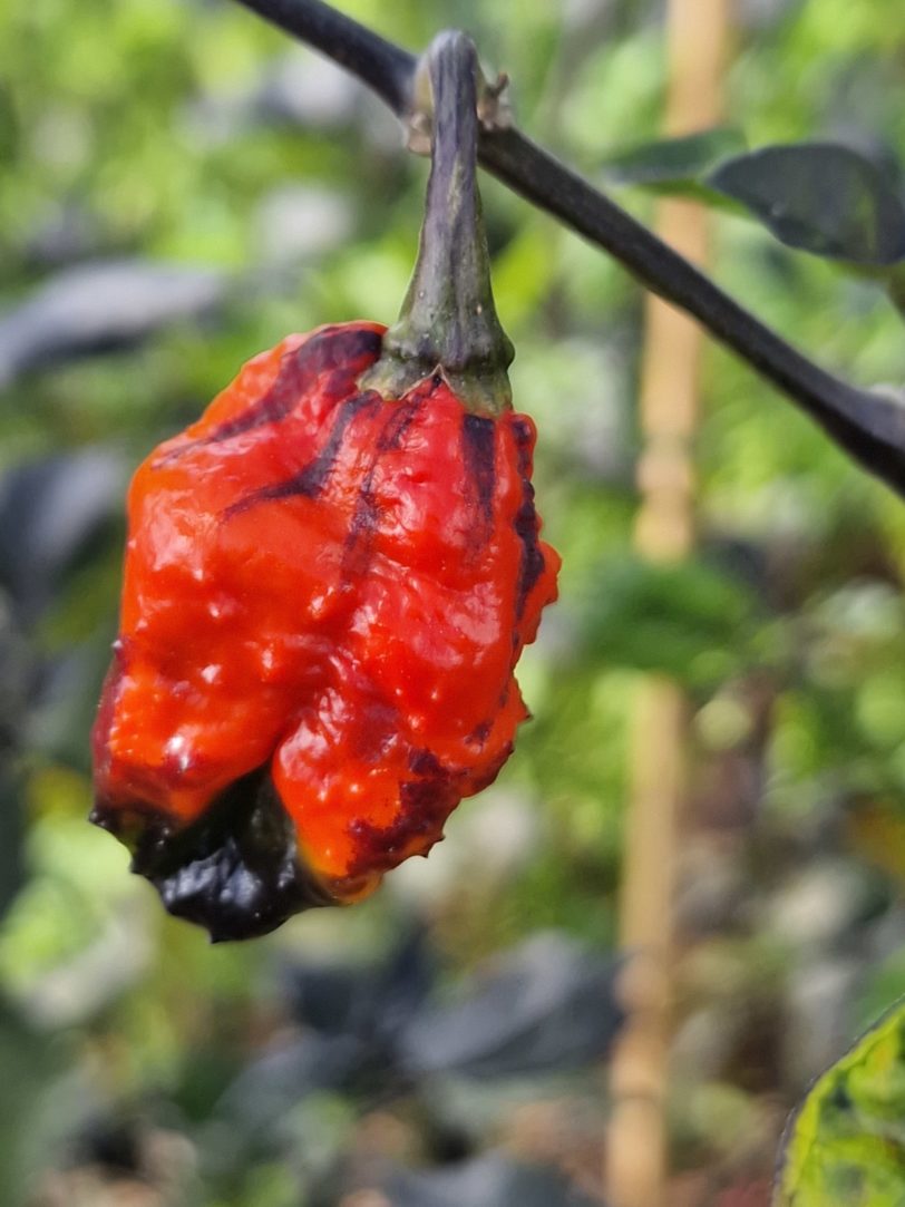 Leopard Reaper Chilli Seeds