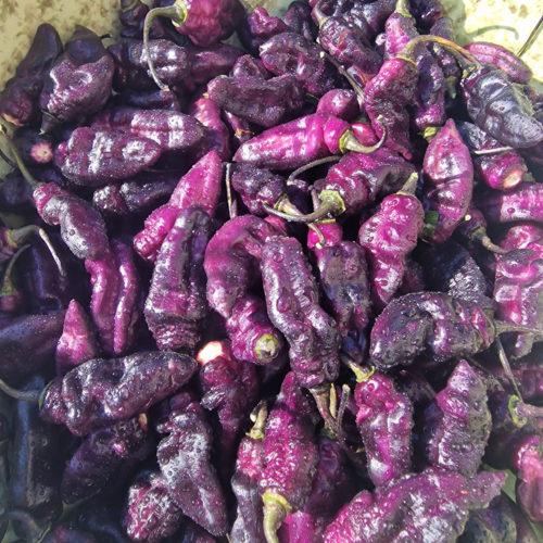 Pimenta Jokolia Ice Chilli Seeds