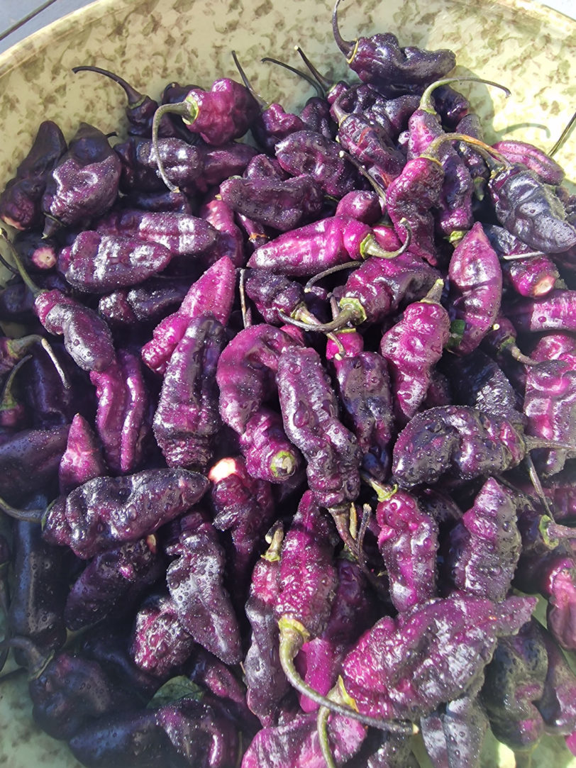 Pimenta Jokolia Ice Chilli Seeds