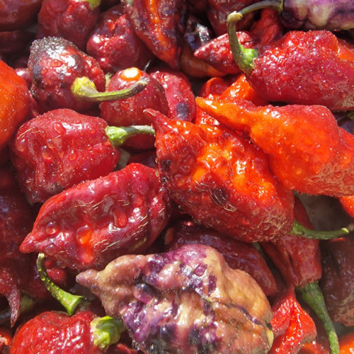 Fox Dark Naga Ruby Chilli Seeds