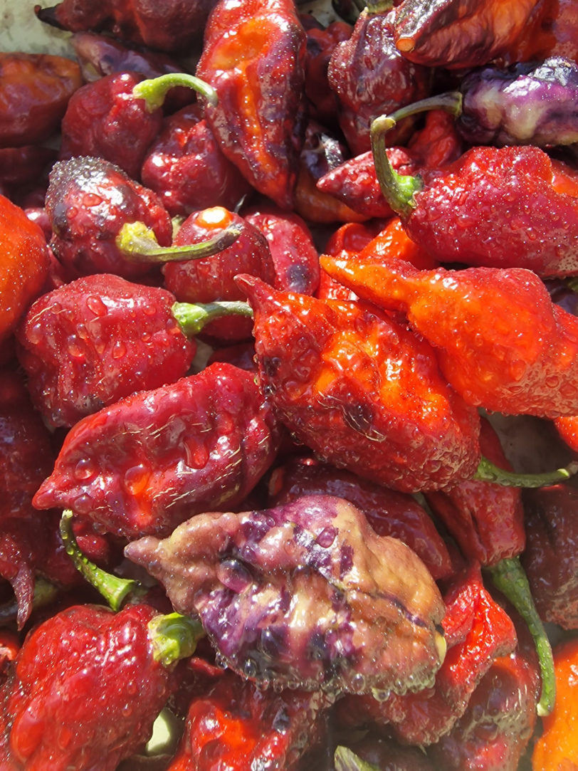 Fox Dark Naga Ruby Chilli Seeds